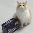 고양이의 하루 | 동원 뉴트리플랜 하루영양 주식파우치 닭 참치 후기 고양이 음수량늘리기