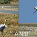 대진밧데리 이미지