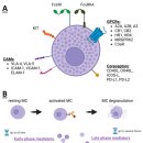 Re: mast cell - 치료타겟 전략 2023 ... 이미지