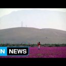 여기 사막 맞아요?"…'죽음의 땅' 뒤덮은 꽃물결 '장관' 이미지
