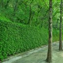 [공지] 앞산 고산골 유아숲체험원~ 잣나무숲~산성산 트래킹코스