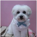 살롱드 펫 이미지