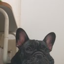 덩어리 Daum카페