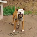 댄디농장 이미지