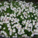 노을과포도향기 이미지