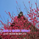 성보교통(주) | 지금 안 가면 끝! 봉은사 홍매화 위치 실시간 서울 봄꽃 봄나들이 명소