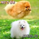 애완강아지 이미지