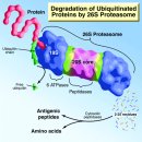 Re: ubiquitin-proteasome system을 이용한 protein degradation 이미지