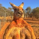 고포잇짐 이미지