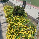 조천초등학교 병설유치원 이미지