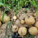 홍산농약 이미지