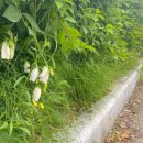 와수로166번길 이미지