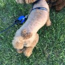 댕댕지구 이미지