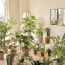 피네농장 이미지