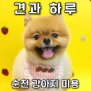 연향1로 | 순천 애견 미용 전문점 견과 하루에서 예뻐진 우리 강아지