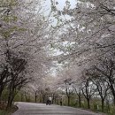 4월20일(수요일)영종도백련산&세계평화의숲 십리벚꽃길 이미지