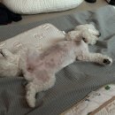 어반퍼피 | [어반퍼피] 경기광주 반려견 유치원 애견미용