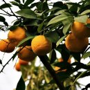 유자향기2 이미지