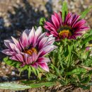 가자니아 이미지