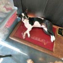 루프앤독 | 안산애견카페 루프앤독 한대앞역 강아지 솔직후기