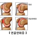 연화 이미지