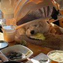 토향 | 파주헤이리맛집 웰빙쌈밥 전문점 토향 강아지랑 다녀온 내돈내산 후기