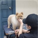 킴스애견미용실 이미지