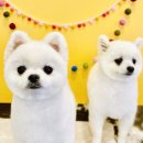 아이러브독 애견미용실 이미지