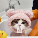 고양이 무마취미용&호텔 무냥무냥 부산서면점 | 서면고양이미용의 새로운 패러다임, 고양이무마취미용 무냥무냥 부산서면점