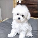 냥만스럽개 이미지