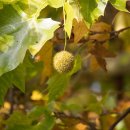 PLATANUS 이미지