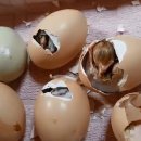 성호부화장 이미지