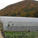 상옥농장2 이미지