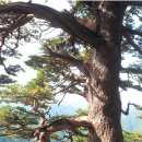9월 20일 (수) 원주 치악산 황장목숲길 산행안내 및 예약 이미지