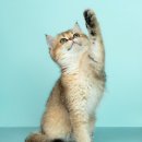 유동물병원 이미지