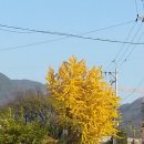 모화1리 Daum카페
