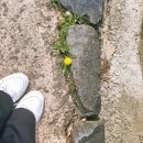 한밭수목원 서원 | [여행] 대전 한밭수목원_봄 산책 후기 🌸