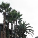 야자수펜션 이미지