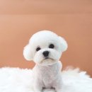 조은애견미용 이미지