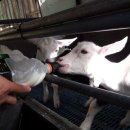 임실사슴농장 이미지