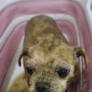 멍헤어 애견미용실 이미지