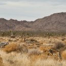 팜스프링스 이미지