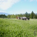 채림목장 이미지