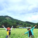 평창 청태산 & 봉평메밀꽃축제 이미지