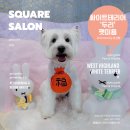 스퀘어독스 펫 이미지