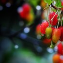 보리수마을 이미지