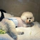 다나동물의료센터 이미지