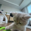 루시캣