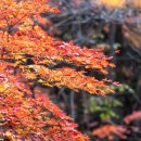 소망자동차 이미지