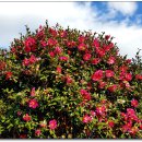 동백목장 이미지